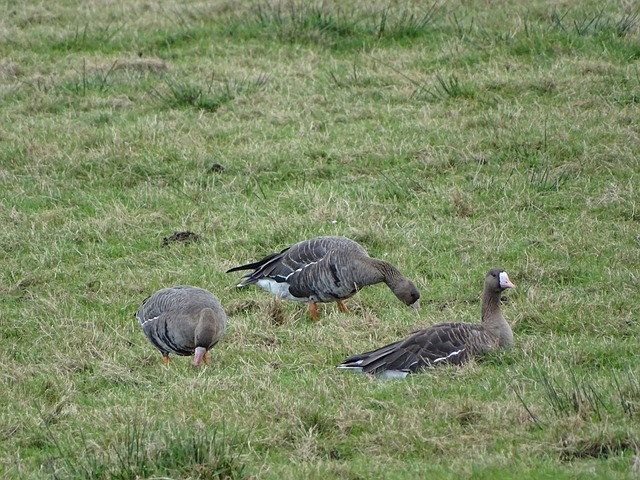 中国短道速 中国短道速